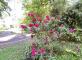Le rhododendron du parc en pleine floraison Le Parc de Montfort Montfort-L'Amaury